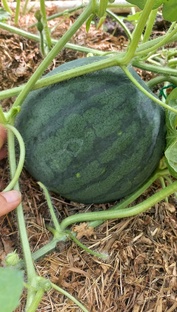 Арбузы в Подмосковье