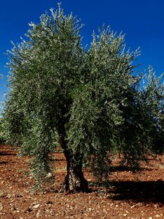 Уроки турецкого языка