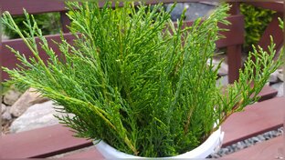 Черенкование  растений