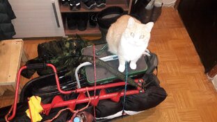 Без кота и жизнь не та