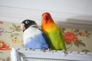 Мои попугаи