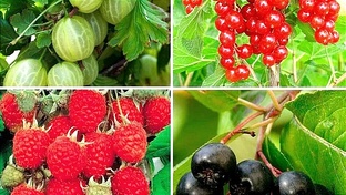 Садовые растения деревья и кустарники 