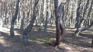 Мысли вслух