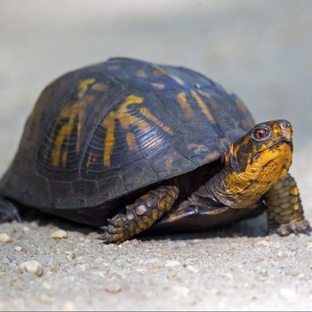 Черепахи: загадочные создания с древним разумом