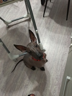 Ксолоитцкуинтли Леон