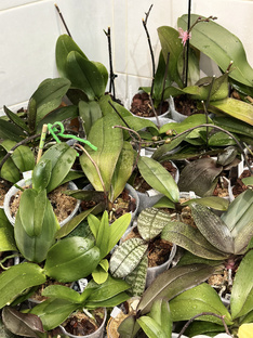 Полив орхидей