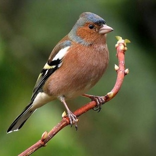 Зяблик: певец леса с ярким оперением и удивительными талантами