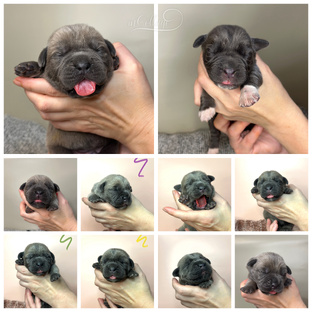 🐶Флай&Афайя🐶