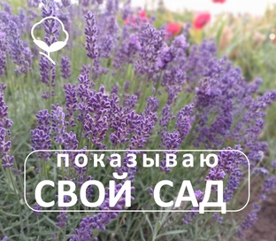 Показываю свой сад