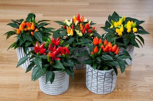 Овощные растения