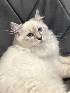 Рикки и Мура