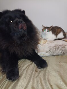 Зверьё моё 