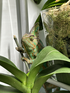 Хамелеон Геннадий