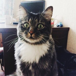 Смешные кошки🐱