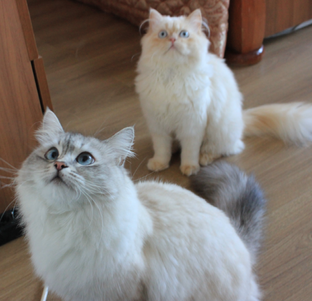 Кошки. Животные.