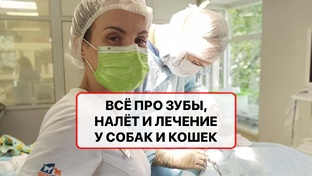 Всё про зубы, налет и лечение собак и кошек - самые важные факты