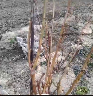 Итоги зимовки, реанимация роз