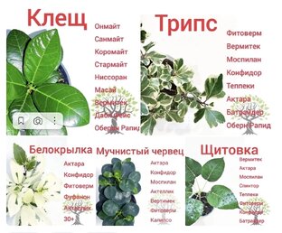 Проблемы с растениями, решения