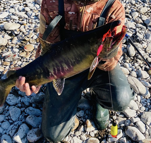 Ловля лосося на Дальнем востоке 