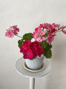 Пеларгония