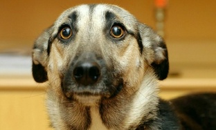 Странное поведение вашего питомца