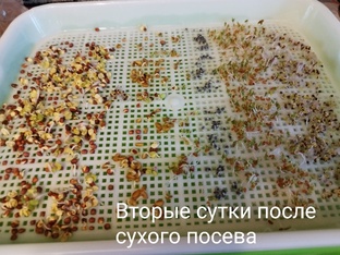 Микрозелень на окошке