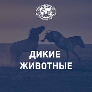 Дикие животные