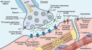 Физиологические основы кинезиологии