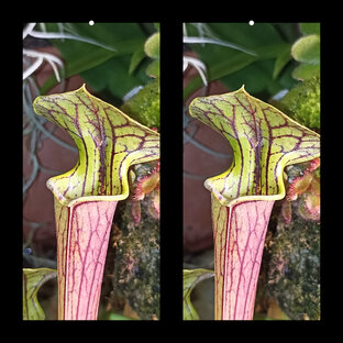 3D фото