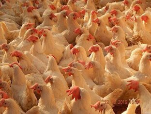 Кросс Хайсекс Уайт