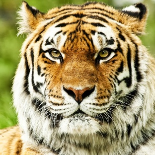 Тигр: сила, интеллект и тайны самого опасного хищника