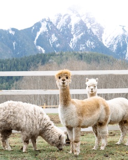Альпаки в России