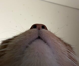 Кот