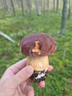 Грибы