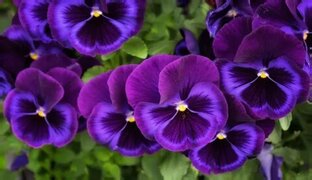 Цветочный гороскоп