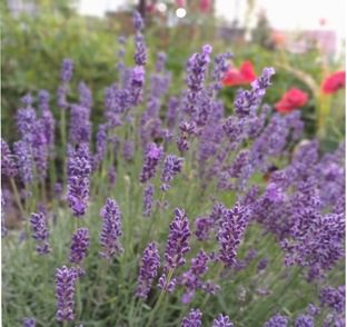 Экскурсия по моему саду