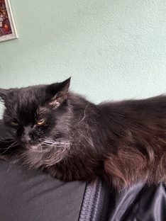 Котик