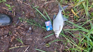 Рыбалка и дача 