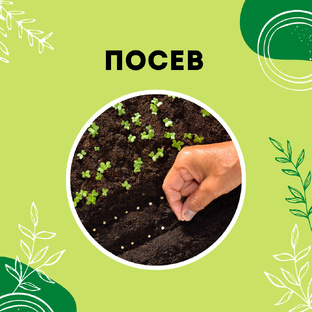 Про посев