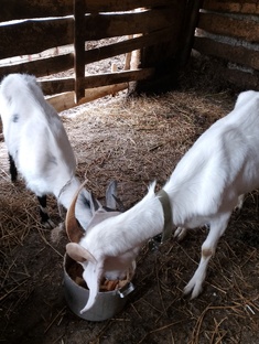 Мои козочки.