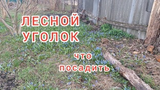 Беспроблемные растения в саду