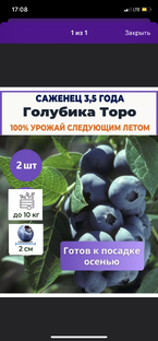 Голубика
