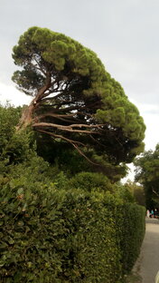 Армия в анекдотах