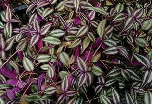 Традесканции