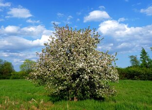 Азбука садовода 