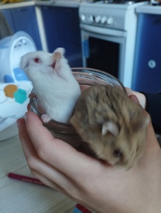 Персик и Фаня. Хомячки