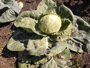 Капуста. Рецепты из капусты. 