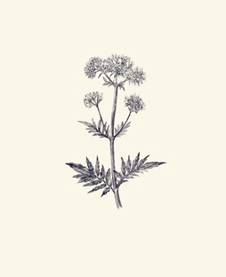 Досье на растения