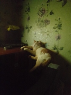 Такие животные