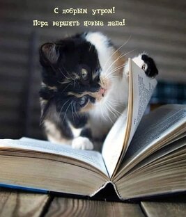 Собака и коты. 